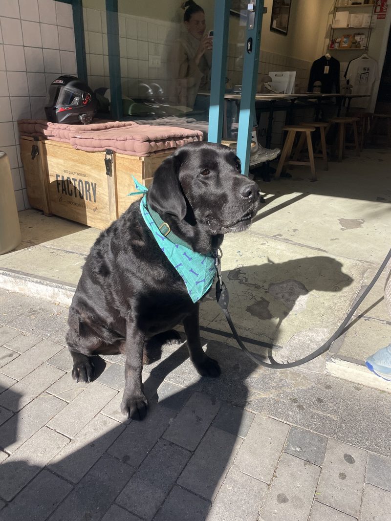 Labrador con pañuelo turquesa en la puerta